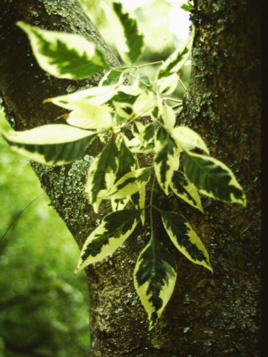 T11323 Fraxinus excelsior 'Auereo-variegata'