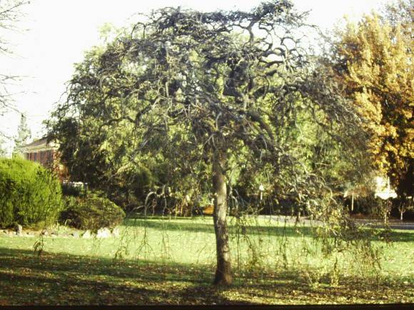 T11326 Sophora japonica 'Pendula'