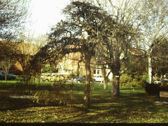 T11327 Sophora japonica 'Pendula'