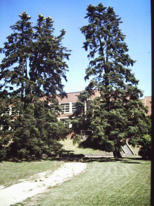 T11328 Abies pinsapo