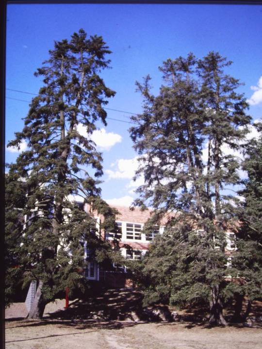 T11328 Abies pinsapo