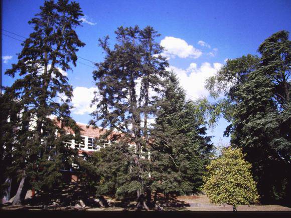 T11328 Abies pinsapo
