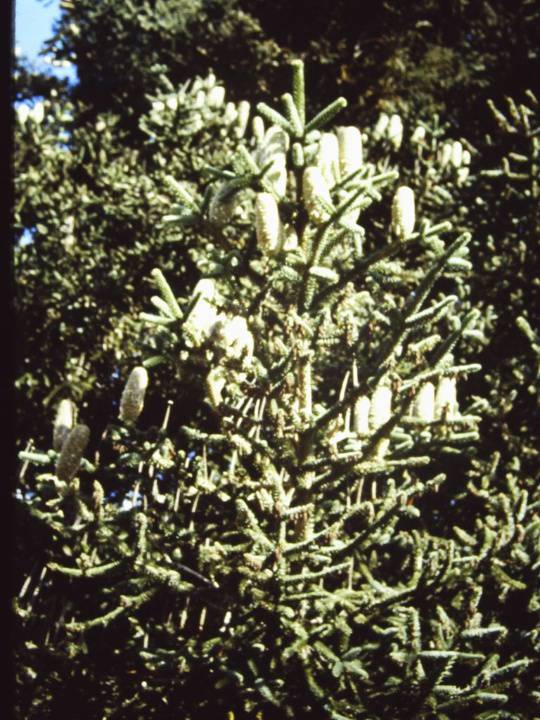 T11333