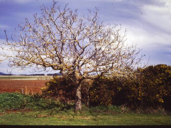 T11336  Juglans regia
