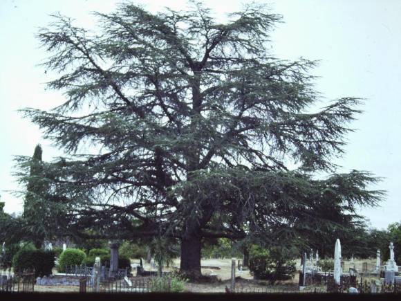 T11354 Cedrus atlantica f. glauca