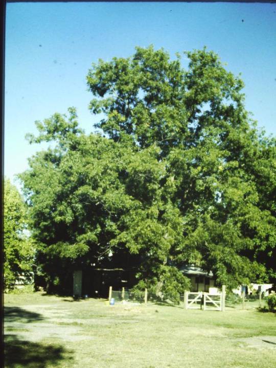 T11368 Carya illinoinensis