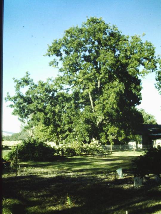 T11368 Carya illinoinensis
