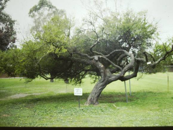 T11374 Acacia karoo