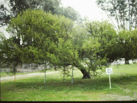 T11374 Acacia karoo