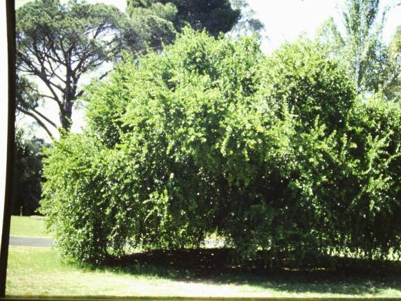 T11374 Acacia karoo