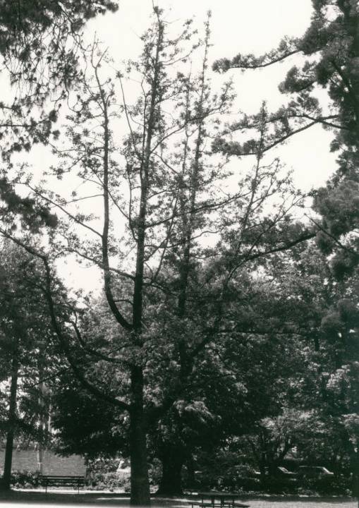 T11383 Umbellularia californica