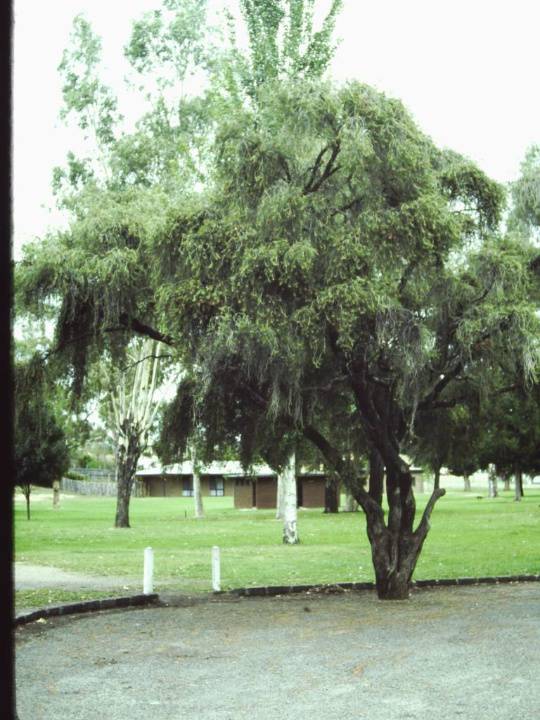 T11376 Callistemon brachyandrus