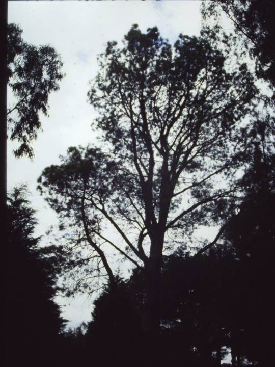 T11377 Pinus torreyana