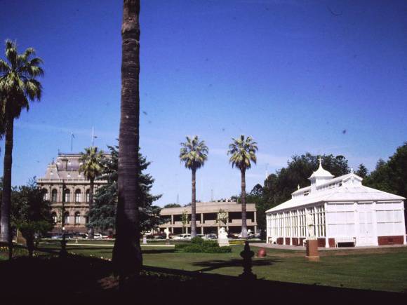 T11378 Washingtonia filifera