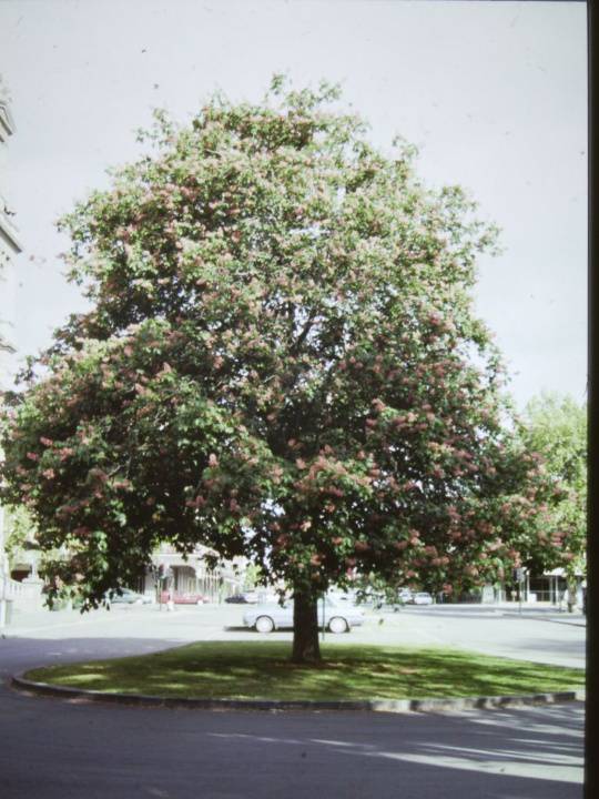T11379 Aesculus x carnea