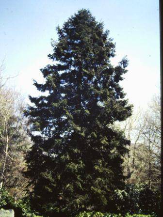 T12007 Abies nordmanniana