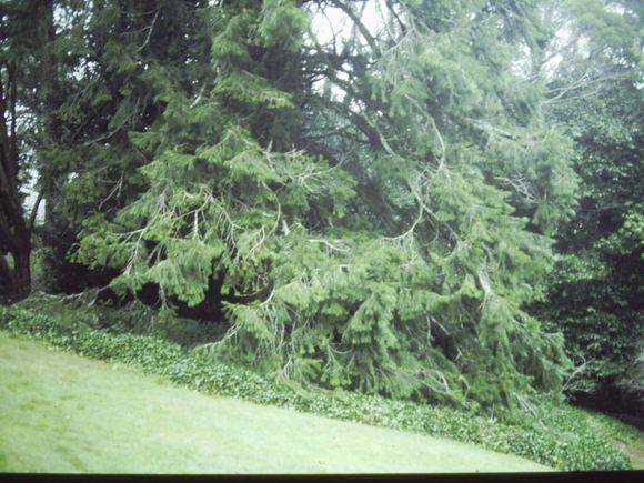 T11657 Abies pindrow