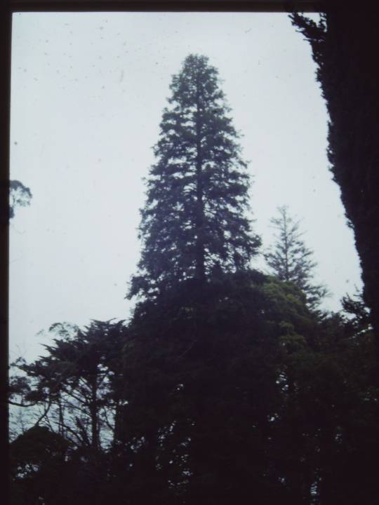 T11657 Abies pindrow