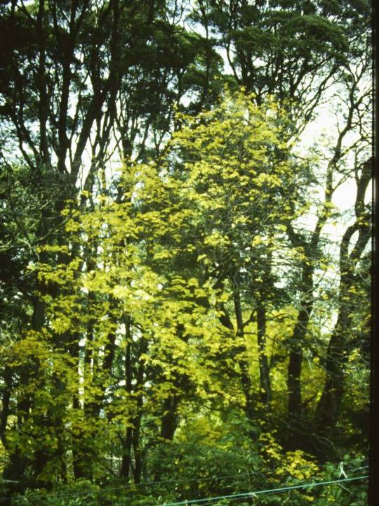 T11659 Acer cappodocicum