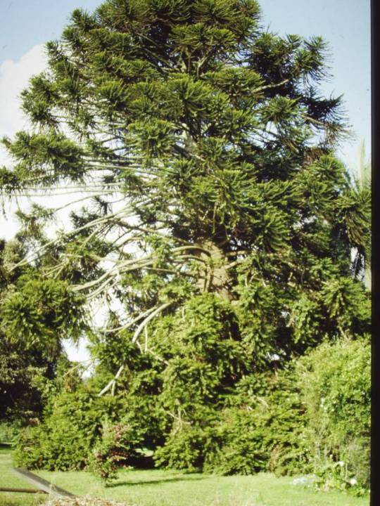 T11497 Araucaria bidwillii