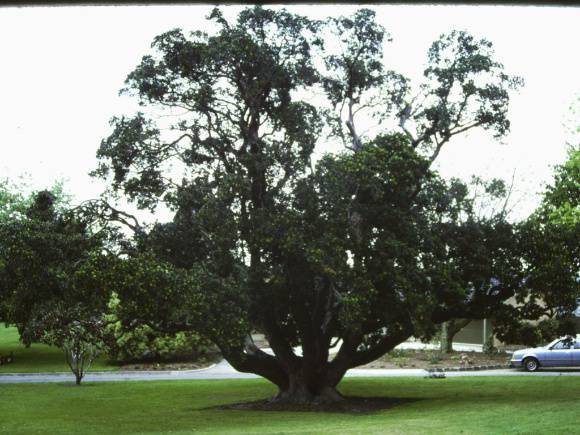 T11393 Arbutus unedo