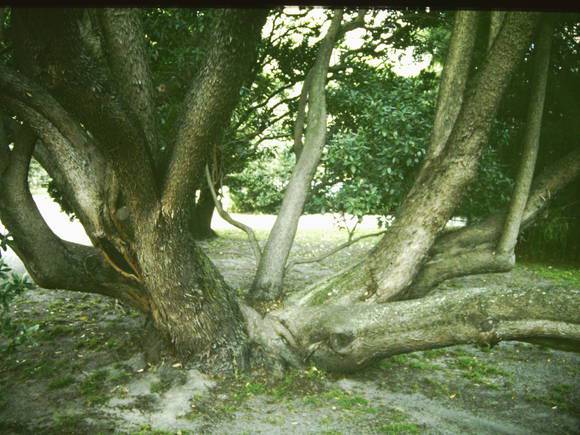 T11406 Arbutus unedo