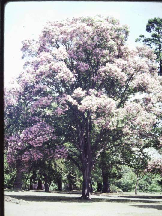 T11886 Calodendrum capense