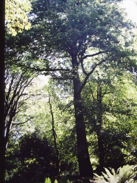 T11635 Castanea sativa