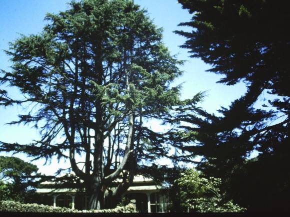 T11454 Cedrus deodara