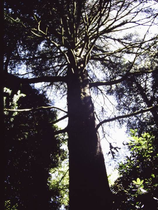 T11633 Cedrus deodara