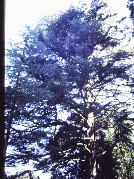 T11633 Cedrus deodara