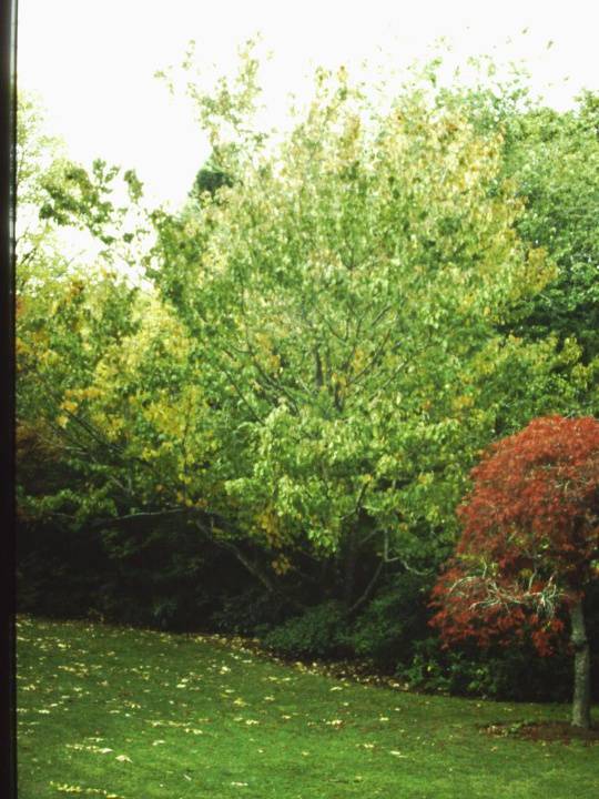 T11665 Davidia involucrata
