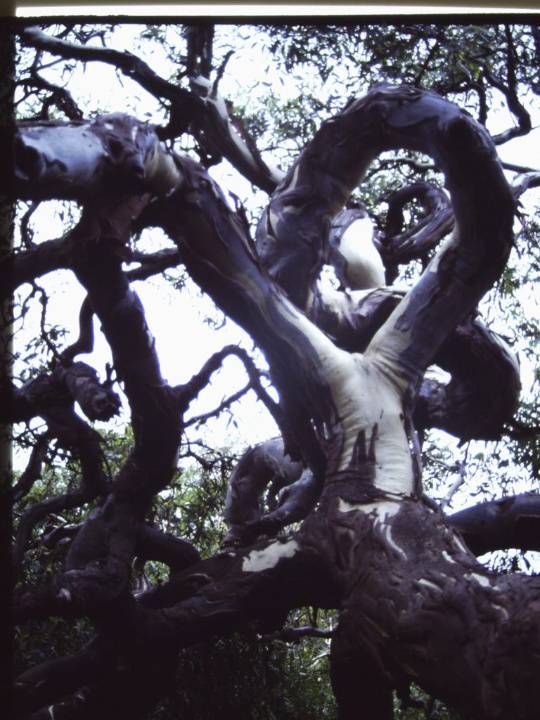 T11422 Eucalyptus camaldulensis