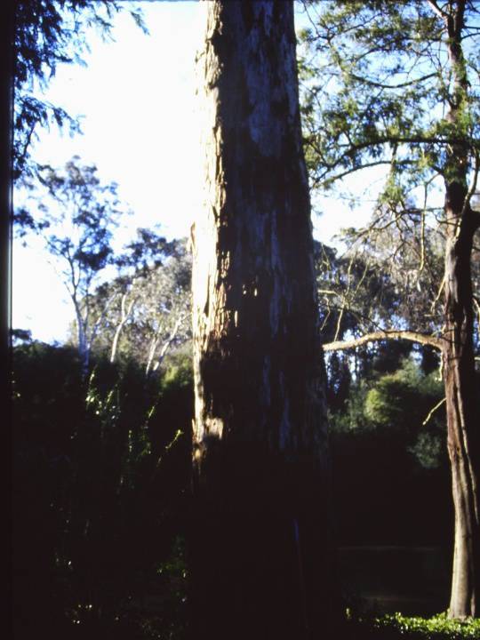 T11760 Eucalyptus camaldulensis