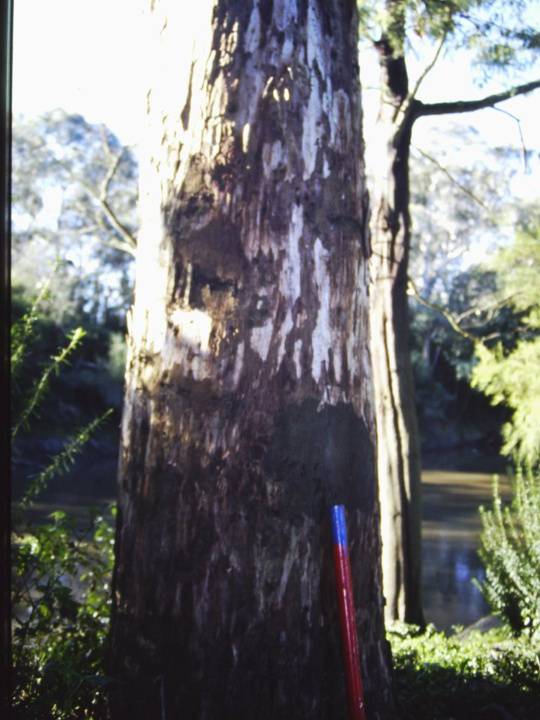 T11760 Eucalyptus camaldulensis