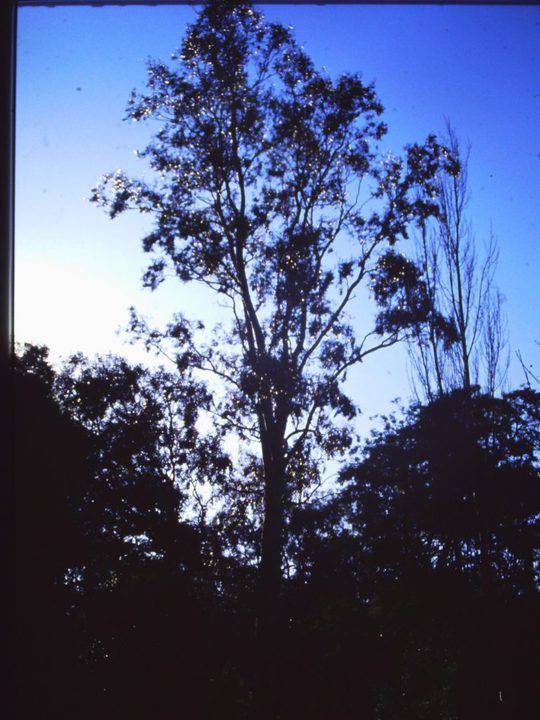 T11760 Eucalyptus camaldulensis