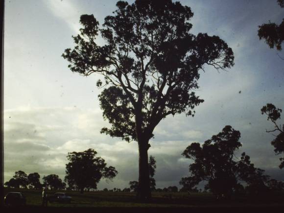 T11771 Eucalyptus camaldulensis