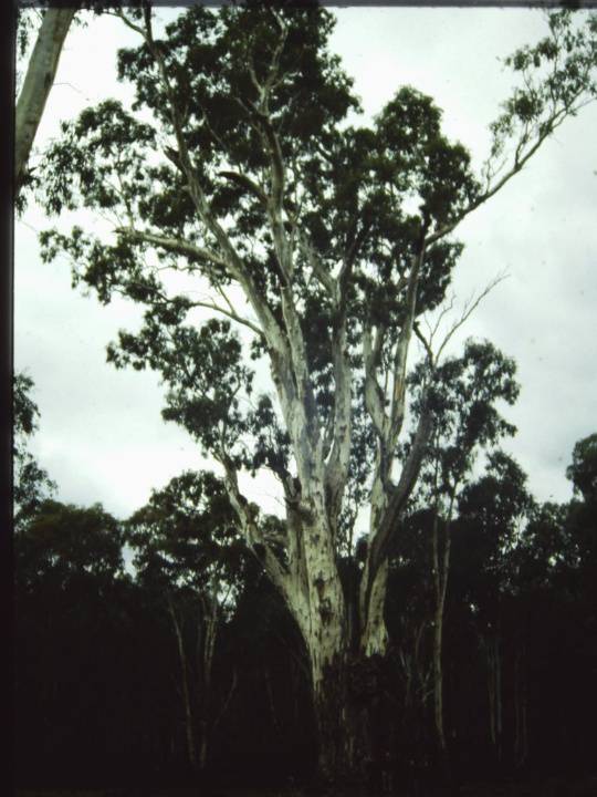 T11771 Eucalyptus camaldulensis
