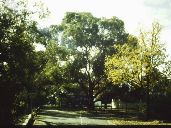 T11535 Eucalyptus cornuta