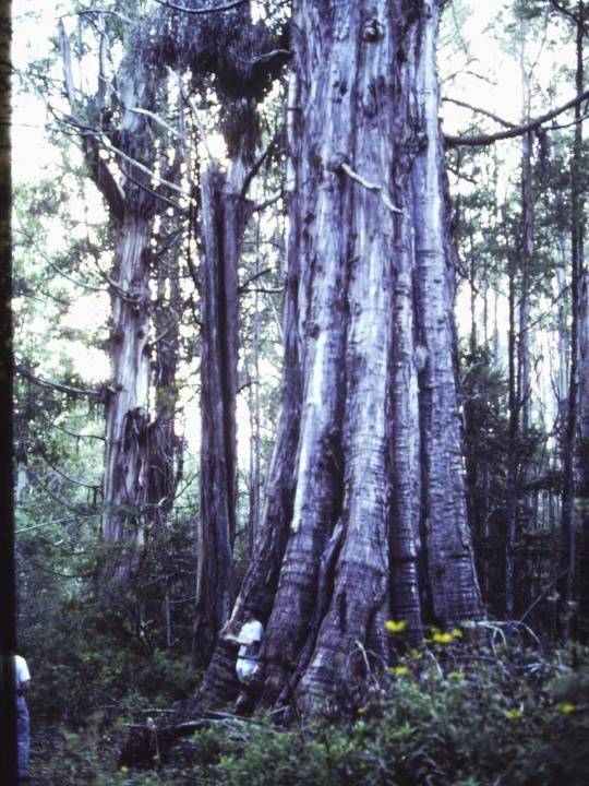 T11972 Eucalyptus denticulata