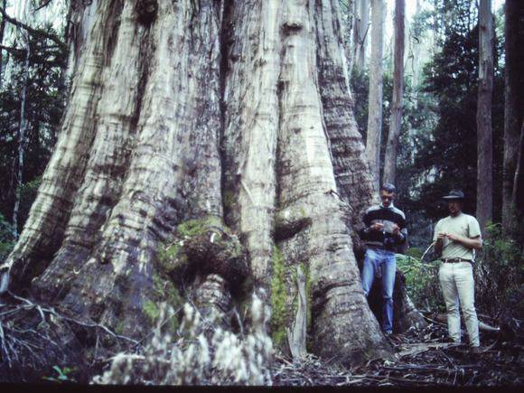 T11972 Eucalyptus denticulata