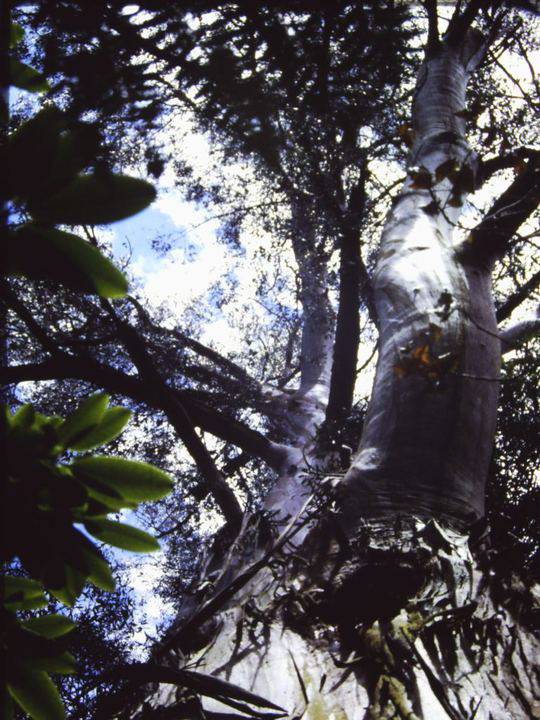 T12021 Eucalyptus regnans