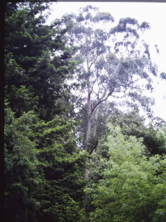 T12021 Eucalyptus regnans