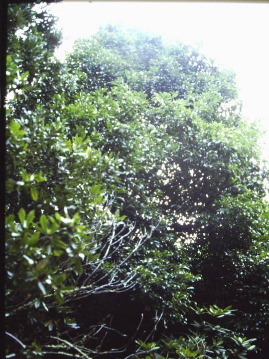 T11639 Euonymus lucida