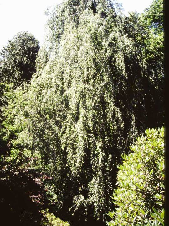 T11634 Fagus sylvatica pendula