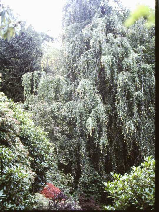 T11634 Fagus sylvatica pendula