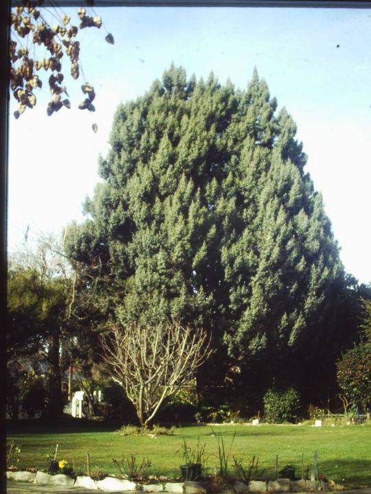 T11470 Juniperus oxycedrus subsp. Macrocarpa