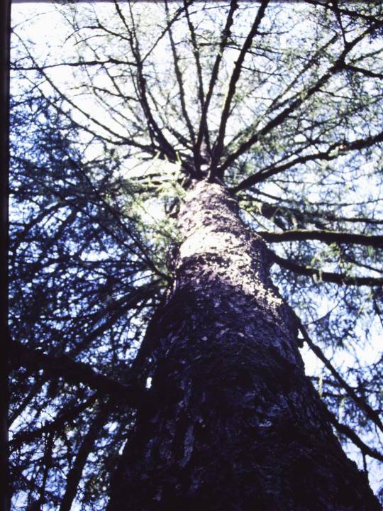 T11680 Larix decidua