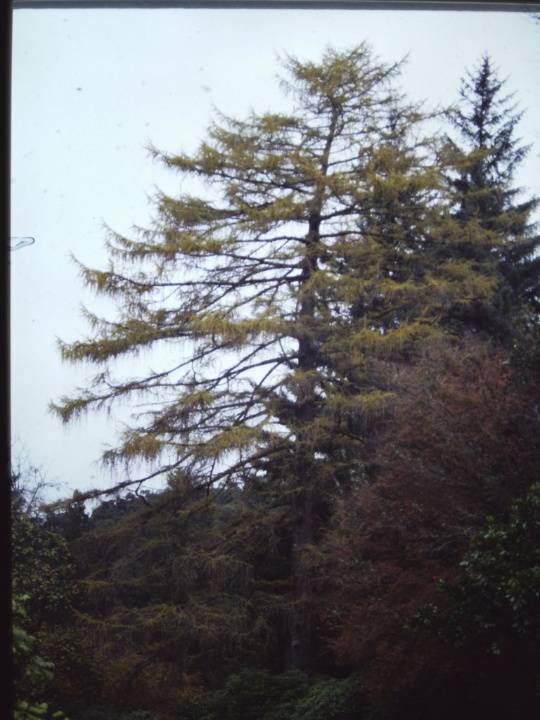 T11680 Larix decidua