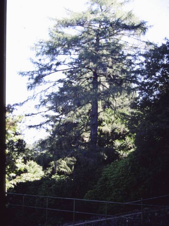 T11680 Larix decidua
